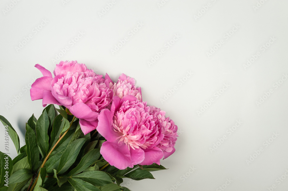 Top view of pink peonies blossoms on light grey background. Peonies flowers flat lay, copy space. Top view of pink peonies blossoms on light grey background. Peonies flowers flat lay, copy space.