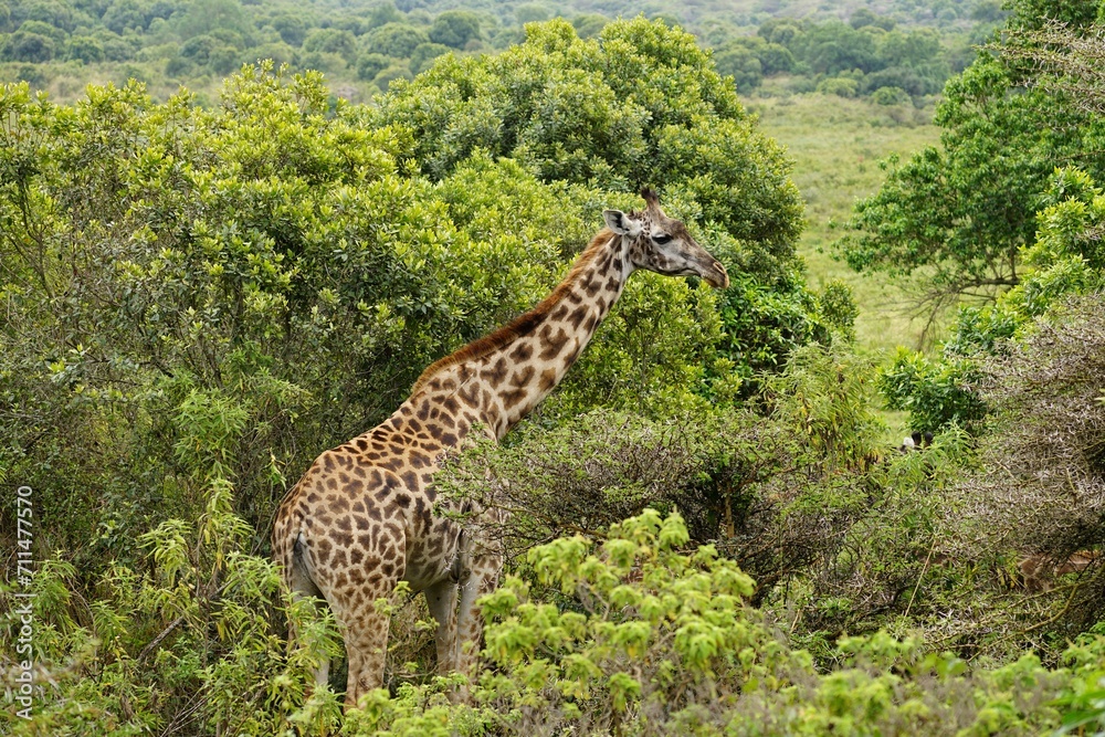 Fototapeta premium african wildlife, giraffes