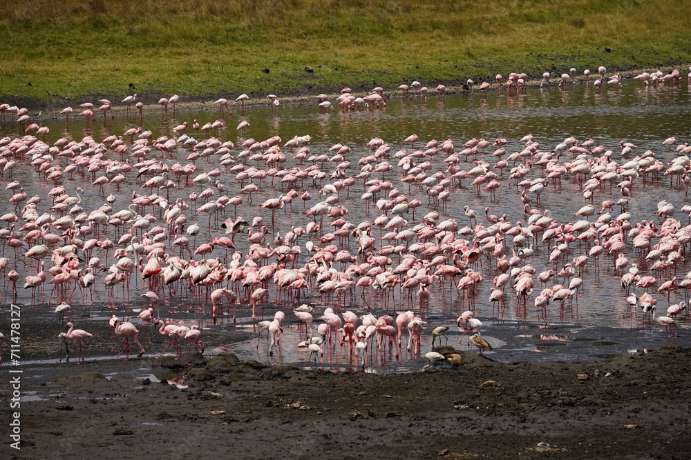 Fototapeta premium african wildlife, flamingos, lake
