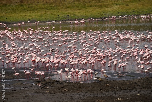 african wildlife, flamingos, lake