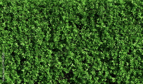 abstract green hedge as wallpaper background - 3D Illustration photo