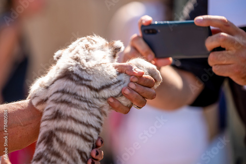фотографія tiger cub in petting zoo