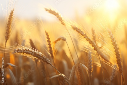 Golden wheat field in sunset light, harvest macro banner, autumn agriculture landscape