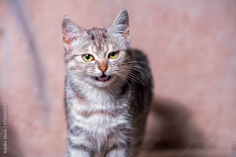 Fototapeta premium disgruntled tabby cat with a grin on the sofa covered with a light brown plaid made of artificial fur