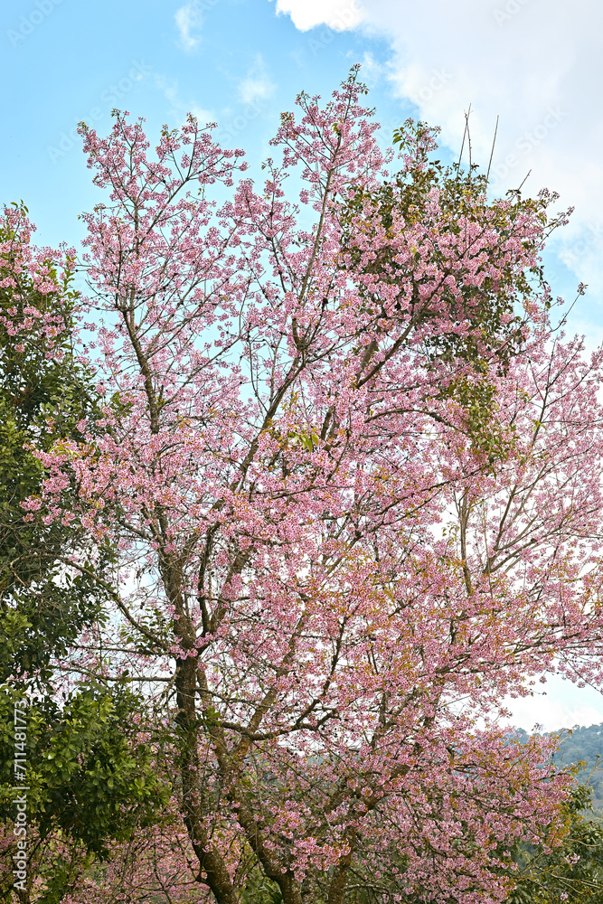 Wild Himalayan Cherry or Prunus Cerasoides Wild Himalayan Cherry or Prunus Cerasoides