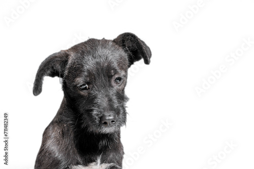 lop-eared mongrel sad puppy on a white background photo