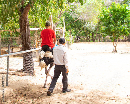 Asian man riding ostriches large flightless birds under the supervision of a trainer along chain mesh fence, outdoor adventure park in Binh Thuan, Vietnam, sandy field, lush green tree photo