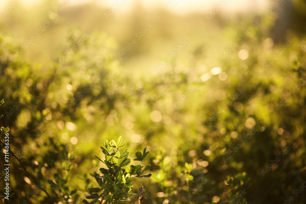 Obraz premium acacia leaves in the reflection of the sun's rays