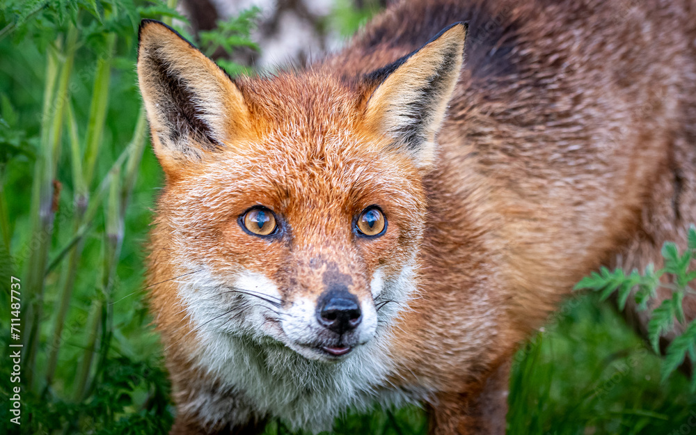 Beautiful red fox on the blurry background during the daytime Beautiful red fox on the blurry background during the daytime
