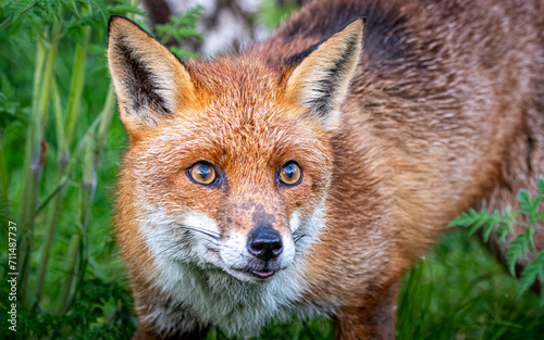 Beautiful red fox on the blurry background during the daytime © Wirestock