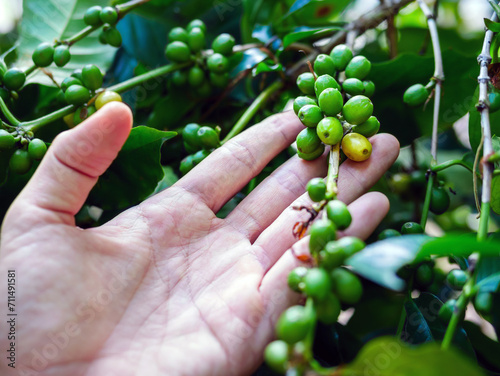 Raw coffee beans in hands,arabica coffee berries with agriculturist hands, Raw green coffee beans in hand farmer, fresh coffee, raw green berry branch, agriculture on coffee tree