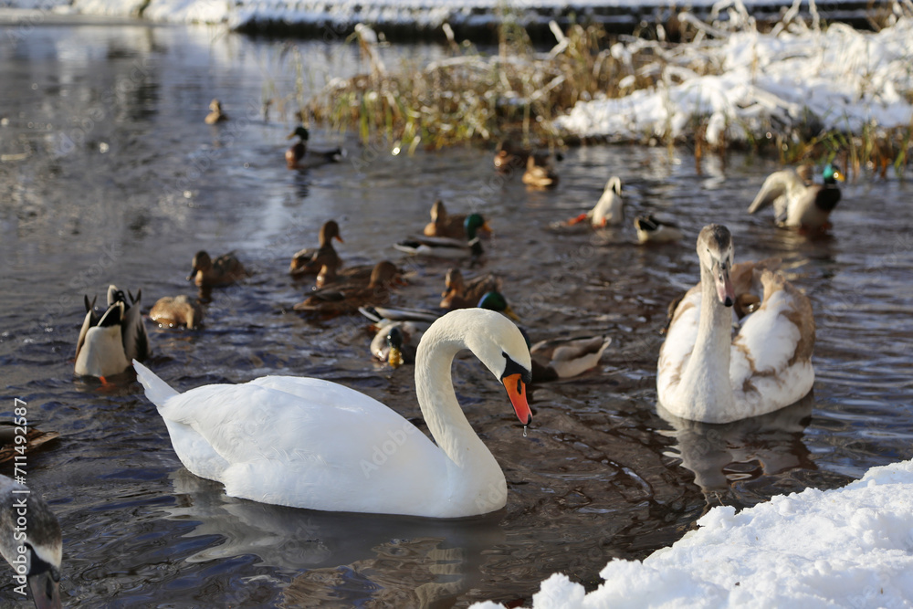 Obraz premium Swans and ducks swim in a winter pond.