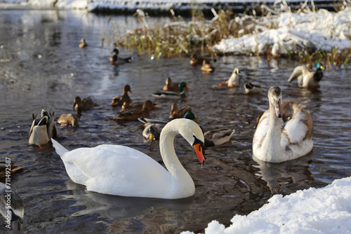 Swans and ducks swim in a winter pond.