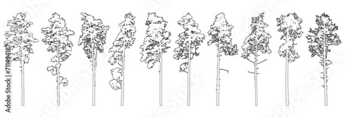 Contour of tall coniferous trees, set of beautiful pine trees. Vector illustration.