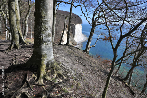 Famous white cliffs Rugen photo