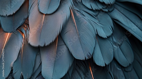 texture: feathers       photo