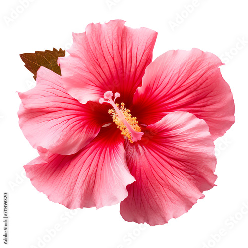 isolated illustration of red hibiscus flower. Created with Generative AI © agrus_aiart