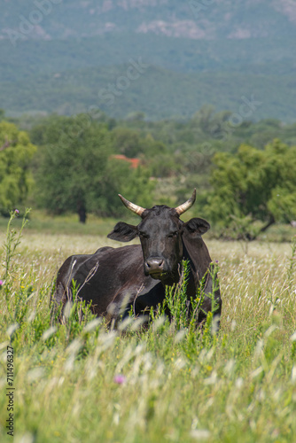 cow in the field