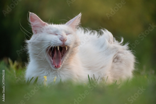 close up cat on grass
