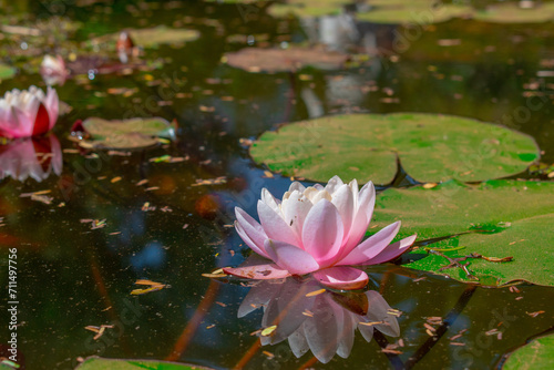 pink water lily