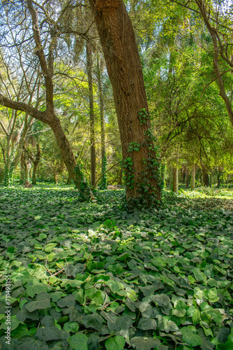 trees in the park