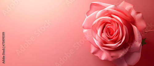 Red rose on a red-pink tone background  with gradient colors. space to tex  power point present station  wallpaper and background concept.