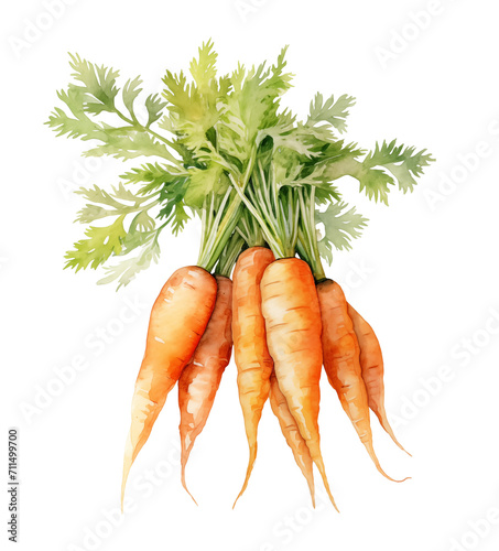 Watercolor carrots with lush tops isolated on white background.