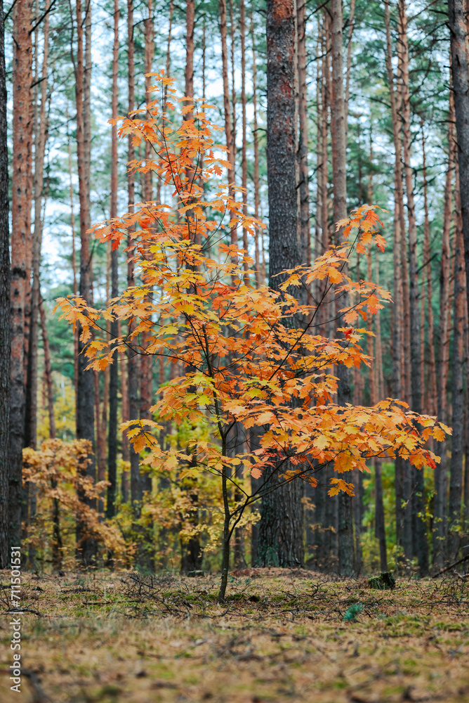 Obraz premium Bright colourful landscape of one small oak tree in pine forest. Beautiful nature in autumn forest, vivid leaves