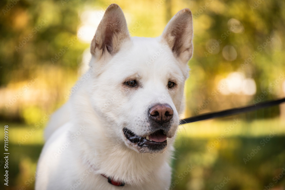 Portrait of a beautiful white dog in the park in autumn husky akita inu shepherd Portrait of a beautiful white dog in the park in autumn husky akita inu shepherd