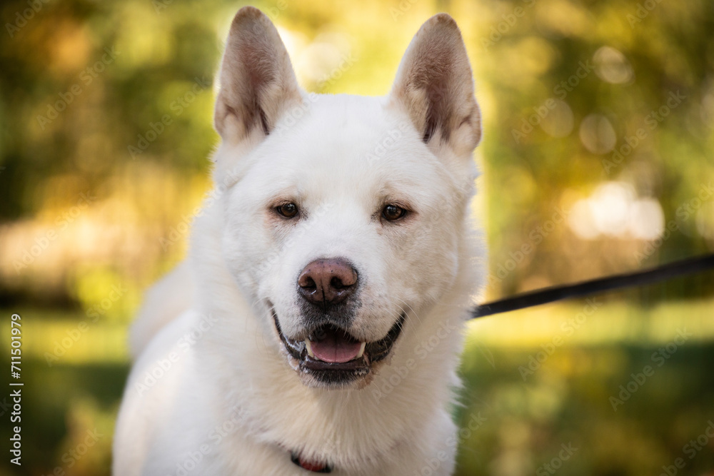 Portrait of a beautiful white dog in the park in autumn husky akita inu shepherd