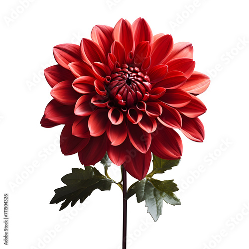red dahlia flower. red dahlia flower png red flower flat lay png. red flower top view png. flower png