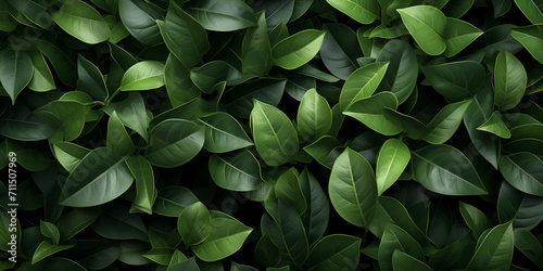green leaves background.Dark Background Foliage Bliss