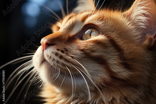 Captivatingly curious, a domestic malayan cat's vibrant orange fur and delicate whiskers frame its endearing snout, embodying the innate grace and wild spirit of the felidae family