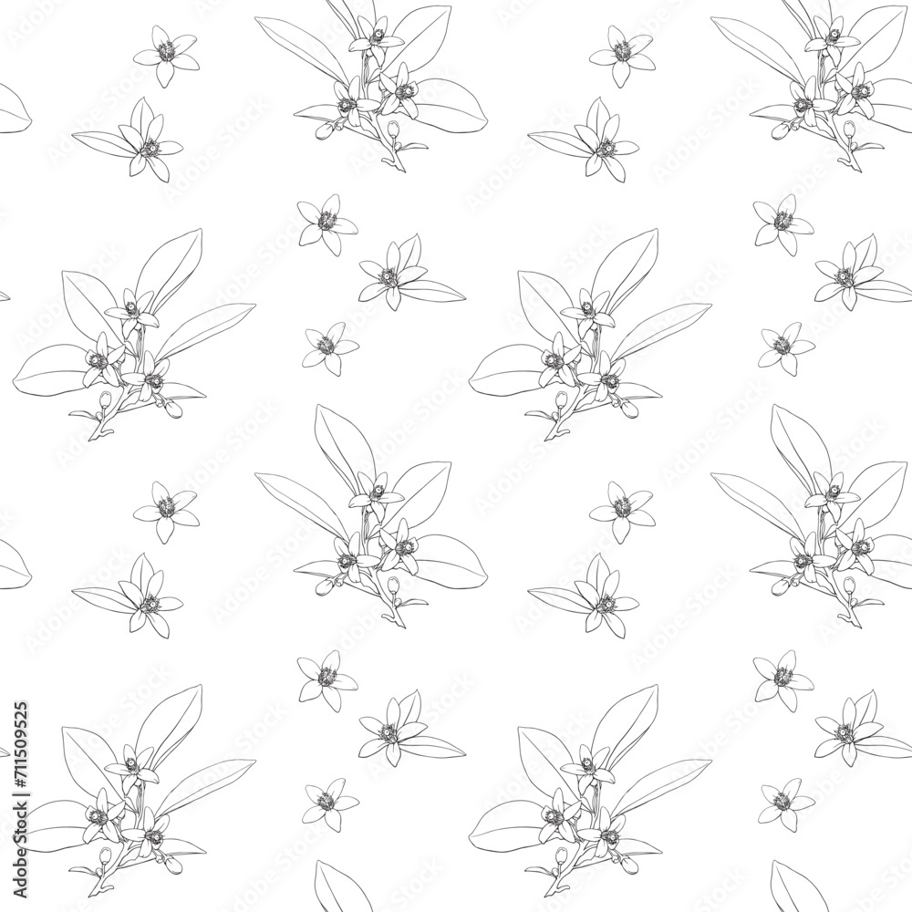 Elegant Line art Vector seamless pattern Neroli flowers twig. Citrus flowers branch. Hand drawn line art and outline botanical illustration. Cosmetic, perfumery and medicinal plant. Elegant Line art Vector seamless pattern Neroli flowers twig. Citrus flowers branch. Hand drawn line art and outline botanical illustration. Cosmetic, perfumery and medicinal plant.