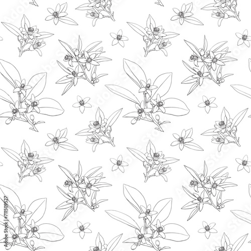 Neroli flowering twigs Elegant Line art Vector seamless pattern. Citrus flowers branch. Hand drawn botanical illustration for design. Cosmetic, perfumery and medicinal plant