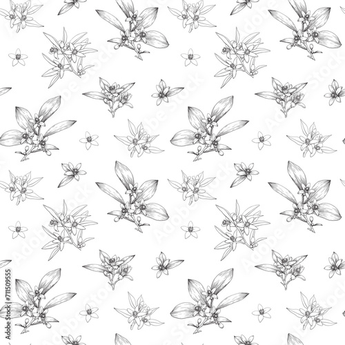 Neroli flowers bouquet Vector seamless pattern. Citrus flowers branch. Hand drawn line art and outline botanical illustration. Cosmetic, perfumery and medicinal plant.