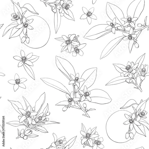 Vector seamless pattern Elegant Line art Neroli flowers twig. Citrus flowering branch. Hand drawn line art botanical illustration. Cosmetic, perfumery and medicinal plant © Olha