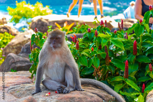 Photography Gray monkey macaque sitting eating Koh Phi Phi Don Thailand.