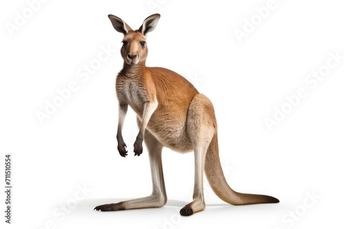 Kangaroo isolated on a white background © Johannes