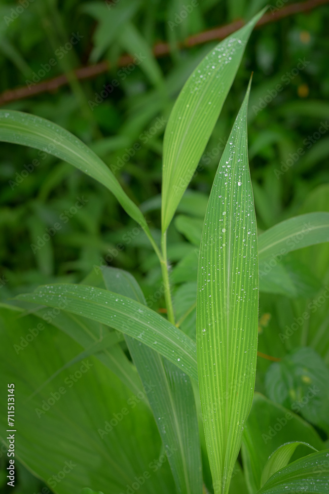 Green leaves of Setaria palmifolia or palmgrass with dew droplets on it
