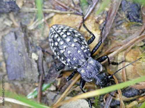 Carabus variolosus a species of black coloured ground beetle Carabidae. A rare and protected insect, Nature 2000. photo