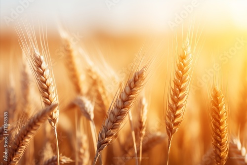Beautiful golden wheat field sunset harvest macro view banner autumn agriculture landscape scene