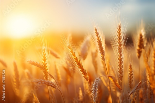 Beautiful golden wheat field at sunset. harvest macro in autumn agriculture landscape