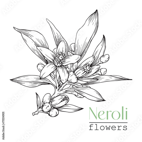 Neroli Citrus flowers branch. Hand drawn vector botanical illustration for design logo brending. Cosmetic, perfumery and medicinal plant.