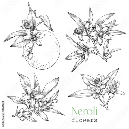 Set Blooming Neroli twig orange and flowers . Citrus flowering branch. Hand drawn vector botanical illustration for design logo brending. Cosmetic, perfumery medicinal plant