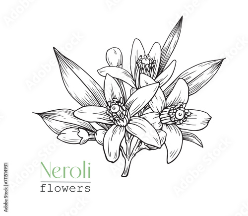Neroli Citrus flowers. Hand drawn vector botanical illustration for design logo brending. Cosmetic, perfumery and medicinal plant.