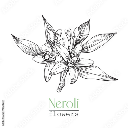 Hand drawn Elegant Citrus flowers Neroli. Vector botanical illustration for design logo brending. Cosmetic, perfumery and medicinal plant