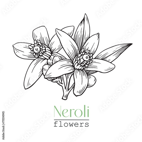 Elegant Citrus flowers Neroli. Hand drawn vector botanical illustration for design logo brending. Cosmetic, perfumery and medicinal plant.
