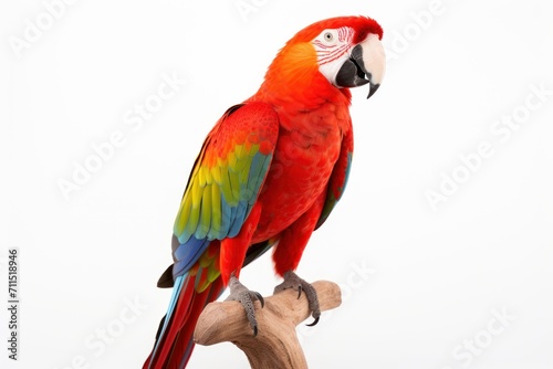 Parrot isolated on a white background