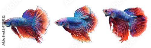 betta fish isolated on white background -